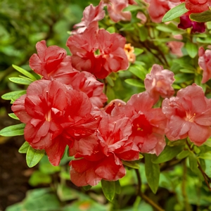 Encore Azalea Autumn Embers